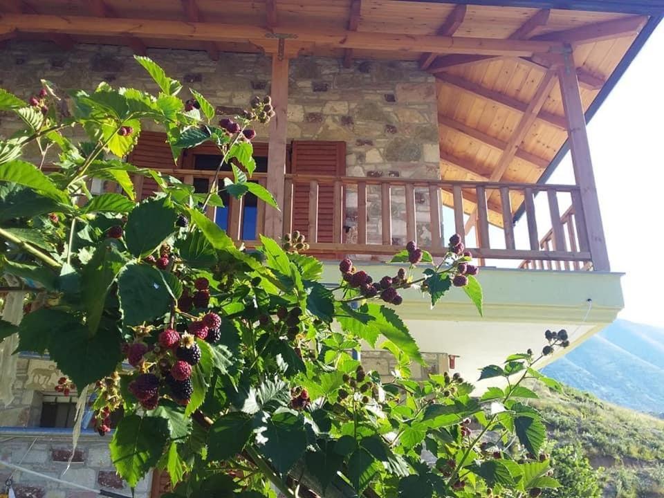 Bujtina Hader Xhebro Pansiyon Tepelene Dış mekan fotoğraf