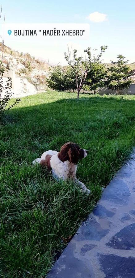 Bujtina Hader Xhebro Pansiyon Tepelene Dış mekan fotoğraf
